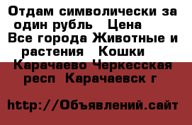 Отдам символически за один рубль › Цена ­ 1 - Все города Животные и растения » Кошки   . Карачаево-Черкесская респ.,Карачаевск г.